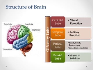 Structure of Brain
• Visual
Reception
Occipital
Lobe
•Auditory
Reception
Temporal
Lobe
•Touch, Smell,
Temperature
•Conscious association
Parietal
Lobe
•Muscular
Activities
Frontal
Lobe
OlfactoryLobe
 