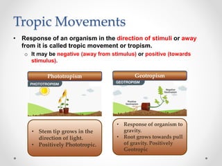 Tropic Movements
• Response of an organism in the direction of stimuli or away
from it is called tropic movement or tropism.
o It may be negative (away from stimulus) or positive (towards
stimulus).
Phototropism Geotropism
• Stem tip grows in the
direction of light.
• Positively Phototropic.
• Response of organism to
gravity.
• Root grows towards pull
of gravity. Positively
Geotropic
 