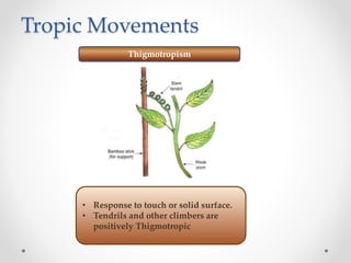 Tropic Movements
Thigmotropism
• Response to touch or solid surface.
• Tendrils and other climbers are
positively Thigmotropic
 