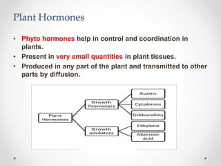 Plant Hormones
• Phyto hormones help in control and coordination in
plants.
• Present in very small quantities in plant tissues.
• Produced in any part of the plant and transmitted to other
parts by diffusion.
 