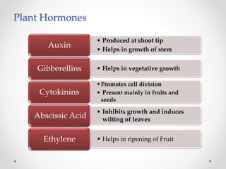 Plant Hormones
• Produced at shoot tip
• Helps in growth of stem
Auxin
• Helps in vegetative growthGibberellins
•Promotes cell division
• Present mainly in fruits and
seeds
Cytokinins
• Inhibits growth and induces
wilting of leaves
Abscissic Acid
• Helps in ripening of FruitEthylene
 
