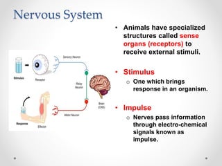 Nervous System
• Animals have specialized
structures called sense
organs (receptors) to
receive external stimuli.
• Stimulus
o One which brings
response in an organism.
• Impulse
o Nerves pass information
through electro-chemical
signals known as
impulse.
 