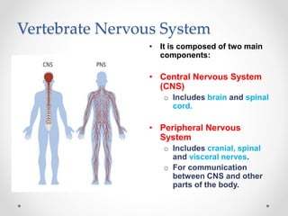 Vertebrate Nervous System
• It is composed of two main
components:
• Central Nervous System
(CNS)
o Includes brain and spinal
cord.
• Peripheral Nervous
System
o Includes cranial, spinal
and visceral nerves.
o For communication
between CNS and other
parts of the body.
 