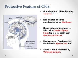 Protective Feature of CNS
• Brain is protected by the bony
cranium.
• It is covered by three
membranes called Meninges
• Space between Meninges is
filled with Cerebro Spinal
Fluid. It protects brain from
Mechanical Shocks.
• Meninges and Cerebro spinal
fluid covers Spinal Cord too.
• Spinal Cord is protected by
Vertebral Column.
 