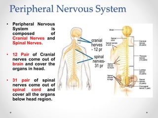 Peripheral Nervous System
• Peripheral Nervous
System is
composed of
Cranial Nerves and
Spinal Nerves.
• 12 Pair of Crania...