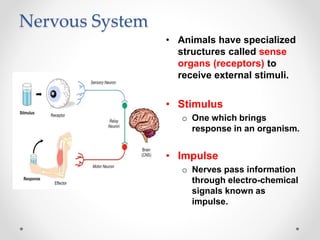 Nervous System
• Animals have specialized
structures called sense
organs (receptors) to
receive external stimuli.
• Stimul...