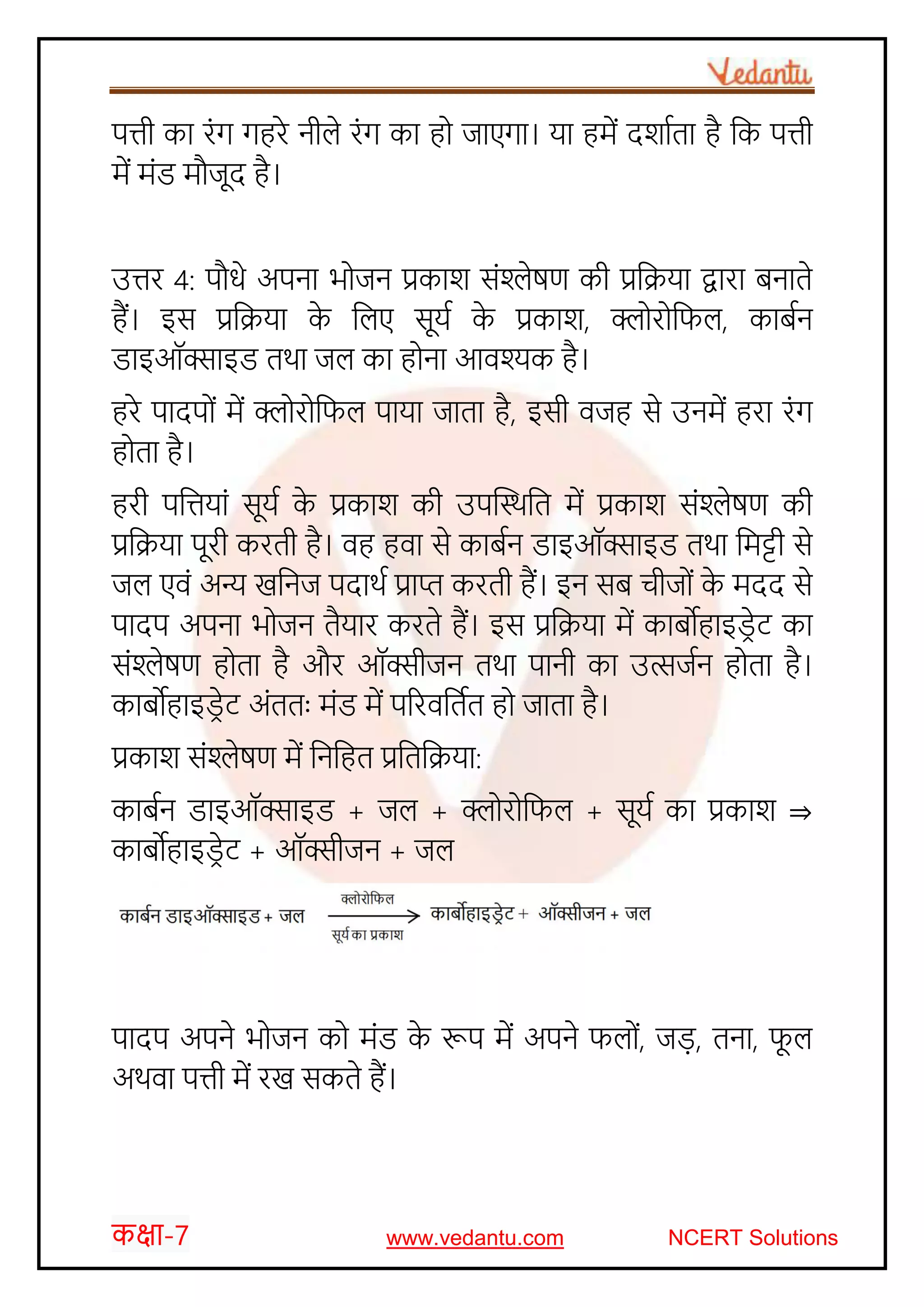 कक्षा-7 www.vedantu.com NCERT Solutions
पत्ती का रोंग गहरे नीले रोंग का ह जाएगा। या हमें दर्ाचता है जक पत्ती
में मोंड मौजूद है।
उत्तर 4: पौिे अपना भ जन प्रकार् सोंश्लेषण की प्रजक्रया द्वारा बनाते
हैं। इस प्रजक्रया के जलए सूयच के प्रकार्, क्ल र जिल, काबचन
डाइऑक्साइड तिा जल का ह ना आवश्यक है।
हरे पादप ों में क्ल र जिल पाया जाता है, इसी वजह से उनमें हरा रोंग
ह ता है।
हरी पजत्तयाों सूयच के प्रकार् की उपस्थिजत में प्रकार् सोंश्लेषण की
प्रजक्रया पूरी करती है। वह हवा से काबचन डाइऑक्साइड तिा जमट्टी से
जल एवों अन्य खजनज पदािच प्राप्त करती हैं। इन सब र्ीज ों के मदद से
पादप अपना भ जन तैयार करते हैं। इस प्रजक्रया में काबोहाइडरेट का
सोंश्लेषण ह ता है और ऑक्सीजन तिा पानी का उत्सजचन ह ता है।
काबोहाइडरेट अोंततः मोंड में पररवजतचत ह जाता है।
प्रकार् सोंश्लेषण में जनजहत प्रजतजक्रया:
काबचन डाइऑक्साइड + जल + क्ल र जिल + सूयच का प्रकार् ⇒
काबोहाइडरेट + ऑक्सीजन + जल
पादप अपने भ जन क मोंड के रूप में अपने िल ों, जड़, तना, िू ल
अिवा पत्ती में रख सकते हैं।
 