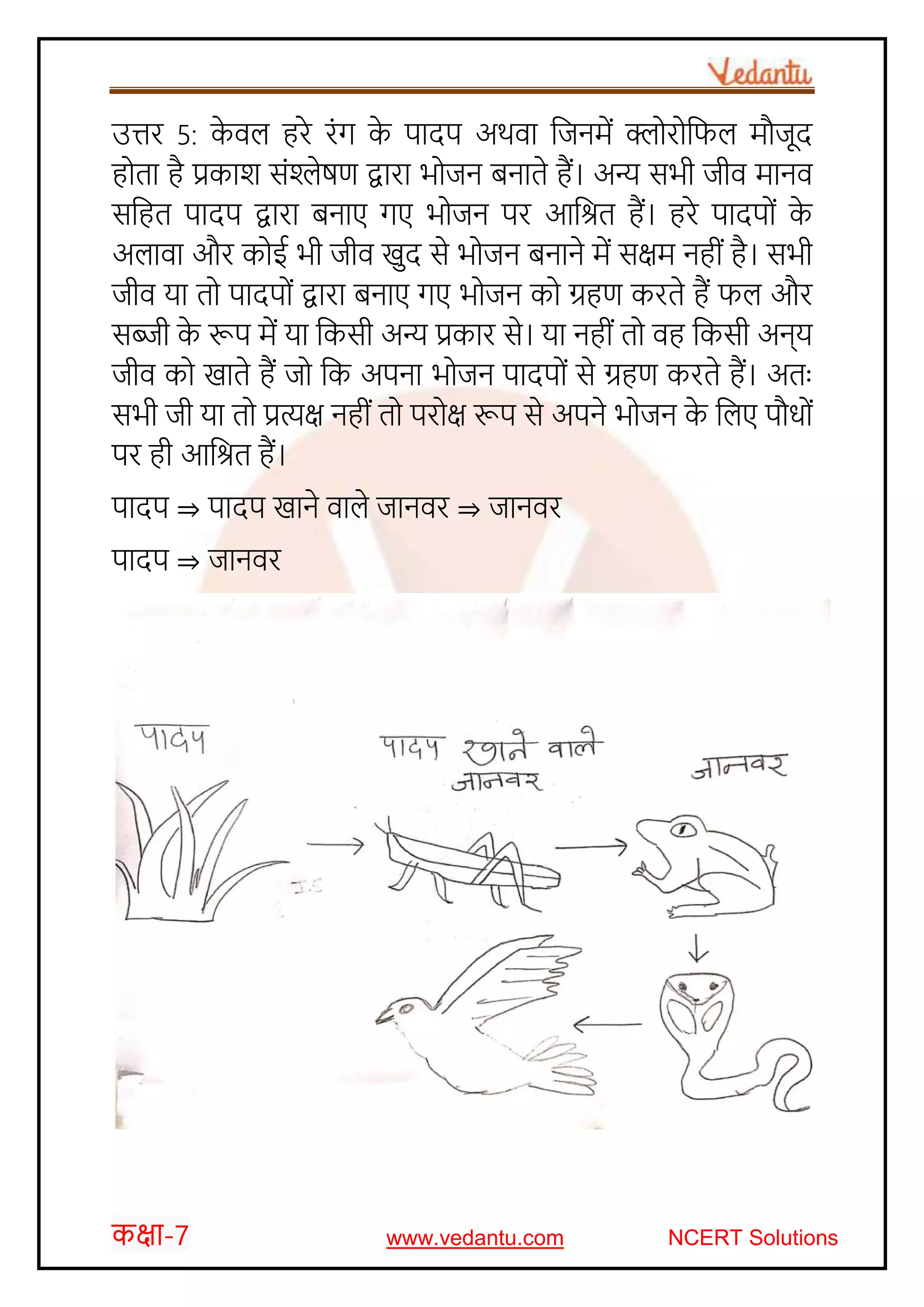 कक्षा-7 www.vedantu.com NCERT Solutions
उत्तर 5: के वल हरे रोंग के पादप अिवा जजनमें क्ल र जिल मौजूद
ह ता है प्रकार् सोंश्लेषण द्वारा भ जन बनाते हैं। अन्य सभी जीव मानव
सजहत पादप द्वारा बनाए गए भ जन पर आजित हैं। हरे पादप ों के
अलावा और क ई भी जीव खुद से भ जन बनाने में सक्षम नहीों है। सभी
जीव या त पादप ों द्वारा बनाए गए भ जन क ग्रहण करते हैं िल और
सब्जी के रूप में या जकसी अन्य प्रकार से। या नहीों त वह जकसी अन्य
जीव क खाते हैं ज जक अपना भ जन पादप ों से ग्रहण करते हैं। अतः
सभी जी या त प्रत्यक्ष नहीों त पर क्ष रूप से अपने भ जन के जलए पौि ों
पर ही आजित हैं।
पादप ⇒ पादप खाने वाले जानवर ⇒ जानवर
पादप ⇒ जानवर
 