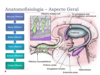 Anatomofisiologia – Aspecto Geral
Mucosa Olfactiva

Nervo Olfactivo

Bulbo Olfactivo

Trato Olfactivo

Estrias Olfactivas

Córtex Olfactivo

 