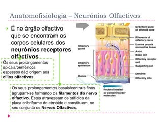 Anatomofisiologia – Neurónios Olfactivos


É no órgão olfactivo
que se encontram os
corpos celulares dos
neurónios receptores
olfactivos

Os seus prolongamentos
apicais/periféricos
espessos dão origem aos
cílios olfactivos.
Os seus prolongamentos basais/centrais finos
agrupam-se formando os filamentos do nervo
olfactivo. Estes atravessam os orifícios da
placa cribriforme do etmóide e constituem, no
seu conjunto os Nervos Olfactivos.

 
