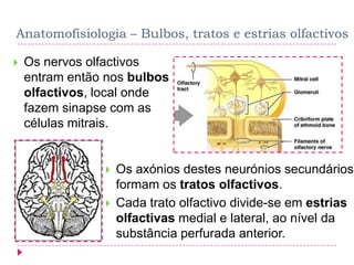 Anatomofisiologia – Bulbos, tratos e estrias olfactivos


Os nervos olfactivos
entram então nos bulbos
olfactivos, local onde
fazem sinapse com as
células mitrais.





Os axónios destes neurónios secundários
formam os tratos olfactivos.
Cada trato olfactivo divide-se em estrias
olfactivas medial e lateral, ao nível da
substância perfurada anterior.

 