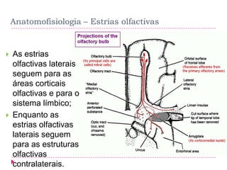 Anatomofisiologia – Estrias olfactivas





As estrias
olfactivas laterais
seguem para as
áreas corticais
olfactivas e para o
sistema límbico;
Enquanto as
estrias olfactivas
laterais seguem
para as estruturas
olfactivas
contralaterais.

 