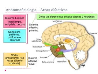 Anatomofisiologia – Áreas olfactivas
Sistema Límbico
(hipocampo,
amígdala, uncus)
Córtex prépiriforme,
piriforme e
entorinal

Córtex
orbitofrontal (via
feixes tálamocorticais)

Única via aferente que envolve apenas 2 neurónios!
Sistema
olfactivo
primitivo

Sistema
olfactivo
“novo”

 