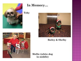 In Memory… Toby Bailey & Shelby Mollie (white dog in middle) 