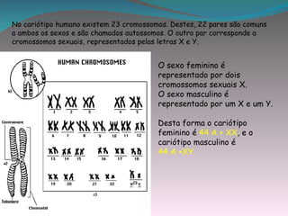 No cariótipo humano existem 23 cromossomos. Destes, 22 pares são comuns
a ambos os sexos e são chamados autossomos. O outro par corresponde a
cromossomos sexuais, representados pelas letras X e Y.


                                        O sexo feminino é
                                        representado por dois
                                        cromossomos sexuais X.
                                        O sexo masculino é
                                        representado por um X e um Y.

                                        Desta forma o cariótipo
                                        feminino é 44 A + XX, e o
                                        cariótipo masculino é
                                        44 A +XY.
 