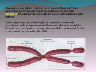 Analisando os cariótipos, podemos notar que as células somáticas
apresentam pares semelhantes de cromossomos, denominados
homólogos. Em cada par de homólogos um é de origem materna e outro
paterna.

Cada cromossomo possuí uma região estrangulada denominada
centrômero, onde se ligam os microtúbulos emitidos pelos centríolos.
Portanto este local exerce um papel fundamental na movimentação dos
cromossomos durante a divisão celular.
 