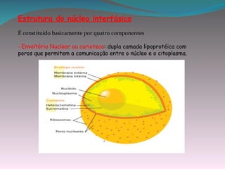 Estrutura do núcleo interfásico
É constituído basicamente por quatro componentes

- Envoltório Nuclear ou carioteca: dupla camada lipoprotéica com
poros que permitem a comunicação entre o núcleo e o citoplasma.
 