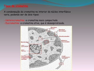 Tipos de cromatina

A condensação da cromatina no interior do núcleo interfásico
varia, podendo ser de dois tipos:

- Heterocromatina: a cromatina mais compactada
- Eucromatina: a cromatina ativa, que é desespiralizada.
 