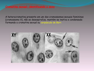 Cromatina sexual: identificando o sexo


A heterocromatina presente em um dos cromossomos sexuais femininos
(cromossomo X), não se desespiraliza, mantém-se inativa e condensada
formando a cromatina sexual ou corpúsculo de Barr.
 