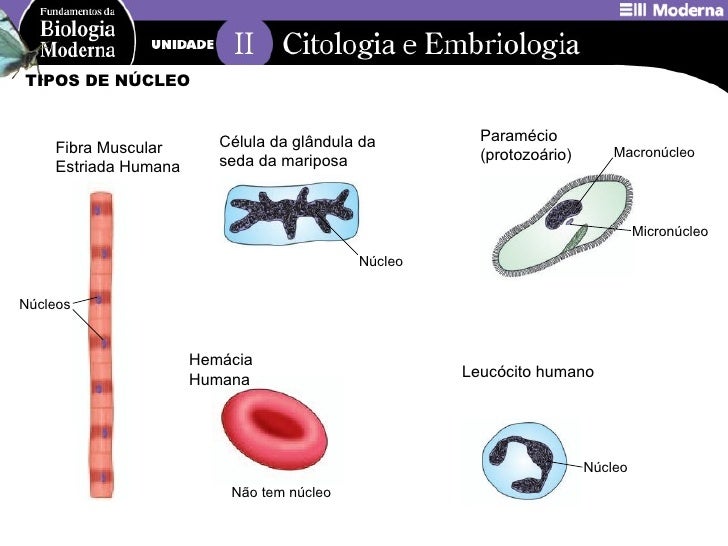 E Constituido Por Celulas Uninucleadas Que Possuem Nucleos Centrais