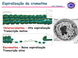 Espiralização da cromatina
Prof. Emanuel
Heterocromatina – Alta espiralização
Transcrição inativa
Eucromatina – Baixa espiralização
Transcrição ativa
 