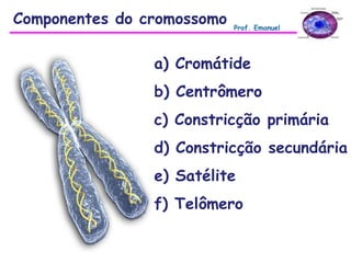 Componentes do cromossomo Prof. Emanuel
a) Cromátide
b) Centrômero
c) Constricção primária
d) Constricção secundária
e) Satélite
f) Telômero
 