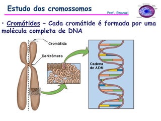 • Cromátides – Cada cromátide é formada por uma
molécula completa de DNA
Estudo dos cromossomos Prof. Emanuel
 
