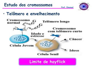 Estudo dos cromossomos Prof. Emanuel
• Telômero e envelhecimento
Limite de hayflick
 