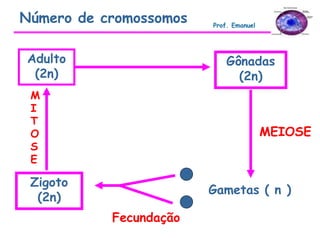 Adulto
(2n)
Gônadas
(2n)
Gametas ( n )
Zigoto
(2n)
MEIOSE
Fecundação
M
I
T
O
S
E
Número de cromossomos Prof. Emanuel
 