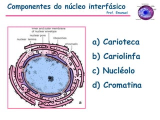 a) Carioteca
b) Cariolinfa
c) Nucléolo
d) Cromatina
Componentes do núcleo interfásico
Prof. Emanuel
 