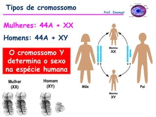 Mulheres: 44A + XX
Homens: 44A + XY
Tipos de cromossomo
Prof. Emanuel
O cromossomo Y
determina o sexo
na espécie humana
PaiMãe
Menino
XY
Menina
XX
 