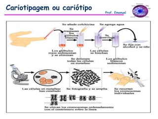 Cariotipagem ou cariótipo
Prof. Emanuel
 