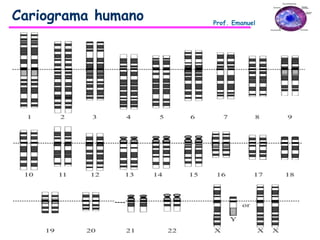 Cariograma humano Prof. Emanuel
 