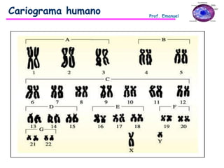 Cariograma humano Prof. Emanuel
 