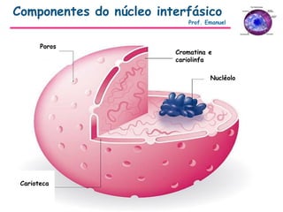 Poros
Cromatina e
cariolinfa
Nucléolo
Carioteca
Componentes do núcleo interfásico
Prof. Emanuel
 