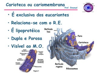• É exclusiva dos eucariontes
• Relaciona-se com o R.E.
• É lipoprotéica
• Dupla e Porosa
• Visível ao M.O.
Carioteca ou cariomembrana
Prof. Emanuel
Retículo
liso
Retículo
rugoso
Poro
Carioteca
Ribossomos
 