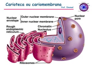 Carioteca ou cariomembrana
Prof. Emanuel
 
