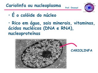 • É o colóide do núcleo
• Rico em água, sais minerais, vitaminas,
ácidos nucléicos (DNA e RNA),
nucleoproteínas
CARIOLINFA
Cariolinfa ou nucleoplasma Prof. Emanuel
 