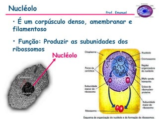 • É um corpúsculo denso, amembranar e
filamentoso
• Função: Produzir as subunidades dos
ribossomos
Nucléolo
Nucléolo Prof. Emanuel
 