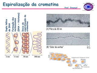 Duplahélice
deDNA
Formaçãodos
nucleossomos
(DNA+Histonas)
Inicioda
espiralizaçãoda
cromatina
Espiralização da cromatina
Prof. Emanuel
 