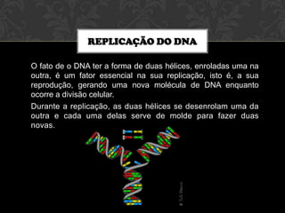 REPLICAÇÃO DO DNA
O fato de o DNA ter a forma de duas hélices, enroladas uma na
outra, é um fator essencial na sua replicação, isto é, a sua
reprodução, gerando uma nova molécula de DNA enquanto
ocorre a divisão celular.
Durante a replicação, as duas hélices se desenrolam uma da
outra e cada uma delas serve de molde para fazer duas
novas.

 