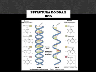 ESTRUTURA DO DNA E
RNA

 