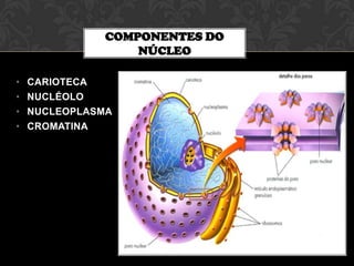 COMPONENTES DO
NÚCLEO
•
•
•
•

CARIOTECA
NUCLÉOLO
NUCLEOPLASMA
CROMATINA

 