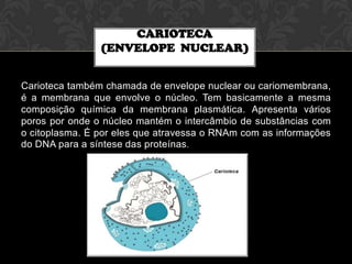CARIOTECA
(ENVELOPE NUCLEAR)
Carioteca também chamada de envelope nuclear ou cariomembrana,
é a membrana que envolve o núcleo. Tem basicamente a mesma
composição química da membrana plasmática. Apresenta vários
poros por onde o núcleo mantém o intercâmbio de substâncias com
o citoplasma. É por eles que atravessa o RNAm com as informações
do DNA para a síntese das proteínas.

 