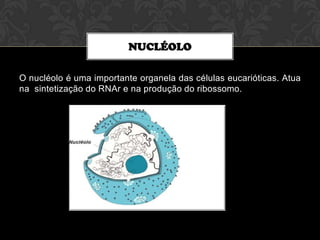 NUCLÉOLO
O nucléolo é uma importante organela das células eucarióticas. Atua
na sintetização do RNAr e na produção do ribossomo.

 