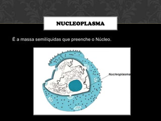 NUCLEOPLASMA
É a massa semilíquidas que preenche o Núcleo.

 