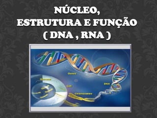 NÚCLEO,
ESTRUTURA E FUNÇÃO
( DNA , RNA )

 