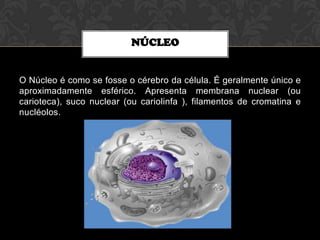 NÚCLEO

O Núcleo é como se fosse o cérebro da célula. É geralmente único e
aproximadamente esférico. Apresenta membrana nuclear (ou
carioteca), suco nuclear (ou cariolinfa ), filamentos de cromatina e
nucléolos.

 