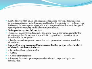  Los CPN presentan uno o varios canales acuosos a través de los cuales las
pequeñas moléculas solubles en agua difunden (transporte no regulado). Las
moléculas de mayor peso molecular son transportadas en forma activa, por lo
que requieren energía y moléculas transportadoras.
 Se importan dentro del núcleo:
 · Las proteínas sintetizadas en el citoplasma necesarias para ensamblar los
ribosomas.· Los factores de transcripción requeridos en la activación o
inactivación de los genes.
 · Los factores de empalme necesarios en el proceso de maduración de los
ribosomas.
 Las moléculas y macromoléculas ensambladas y exportadas desde el
núcleo al citoplasma incluyen:
 · Las subunidades ribosomales
 · ARNm
 · ARN de transferencia
 · Factores de transcripción que son devueltos al citoplasma para ser
reutilizados.
 