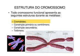 ESTRUTURA DO CROMOSSOMO
• Todo cromossomo funcional apresenta as
  seguintes estruturas durante as metáfase:

  –   Cromátides;
  –   Constrição primária ou centrômero;
  –   Constrição secundária;
  –   Telômero;
 